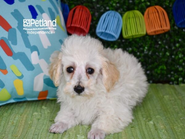 [#6292] Cream Male Poodle Puppies For Sale