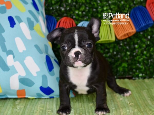 [#6297] Black & White Male French Bulldog Puppies For Sale
