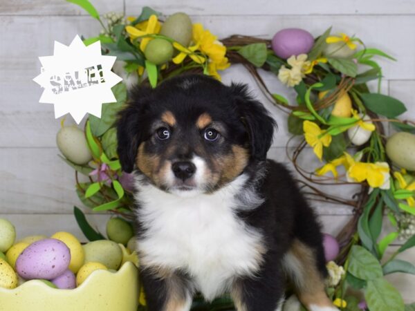 [#6241] Black Tri Male Toy Australian Shepherd Puppies For Sale