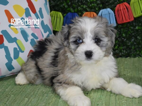 [#6325] Blue Merle Female Aussiedoodle Puppies For Sale