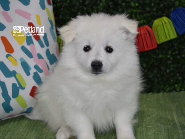 [#6326] White Male American Eskimo Puppies For Sale