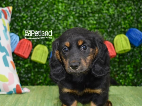 [#6324] Black & Tan, Long Haired Male Dachshund Puppies For Sale