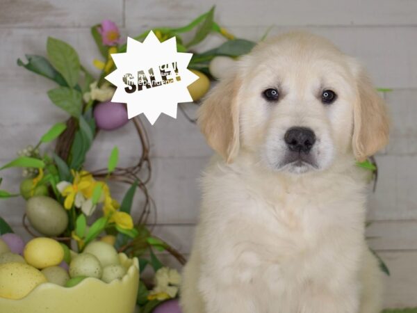 [#6221] Light Golden Male Golden Retriever Puppies For Sale