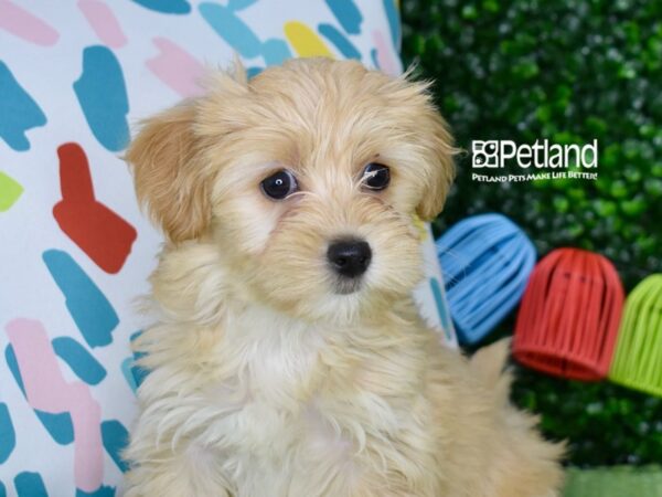 [#6323] Apricot Female Yorkiepoo Puppies For Sale