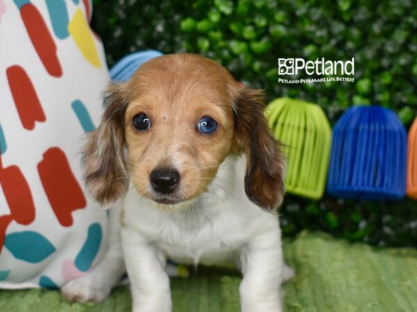 [#6303] Red Dapple Piebald, Long Haired Female Dachshund Puppies For Sale
