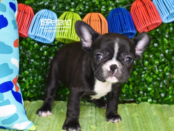[#6297] Black & White Male French Bulldog Puppies For Sale