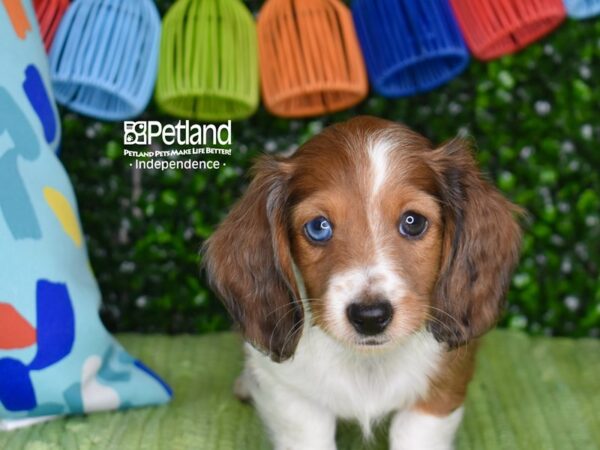 [#6301] Red Dapple Piebald, Long Haired Male Dachshund Puppies For Sale