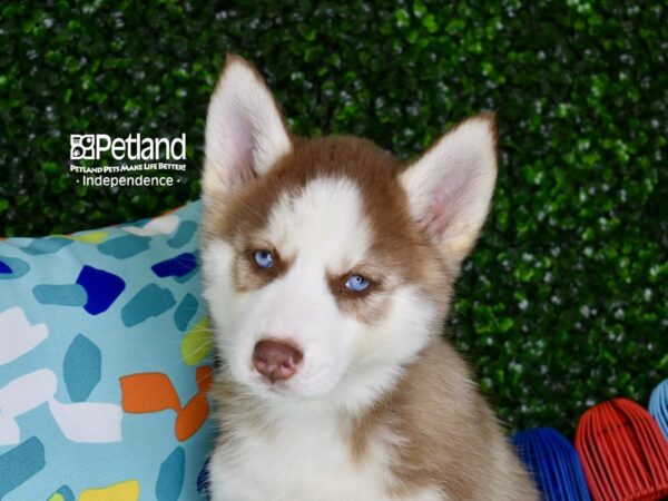 [#6307] Red & White Female Siberian Husky Puppies For Sale
