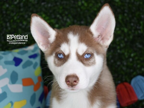 [#6306] Red & White Female Siberian Husky Puppies For Sale