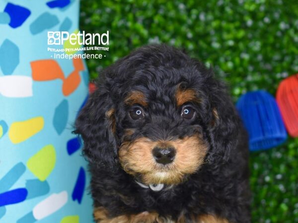 [#6305] Black, Tan, & White Female Miniature Bernedoodle 2nd Gen Puppies For Sale