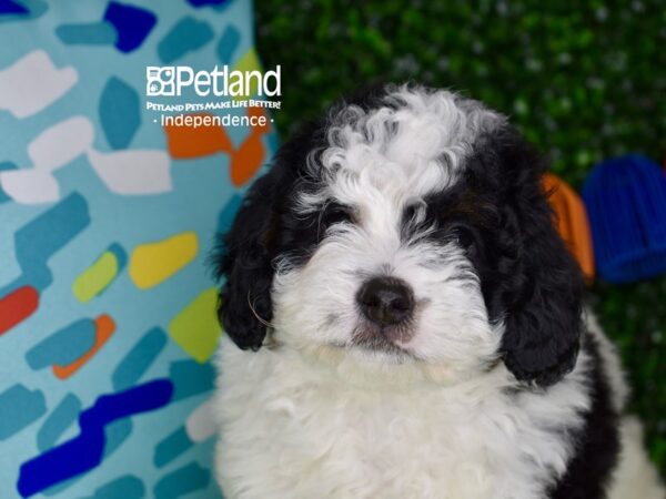 [#6304] Black & White Male Miniature Bernedoodle Puppies For Sale
