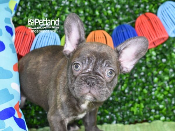 [#6309] Chocolate Brindle Male French Bulldog Puppies For Sale