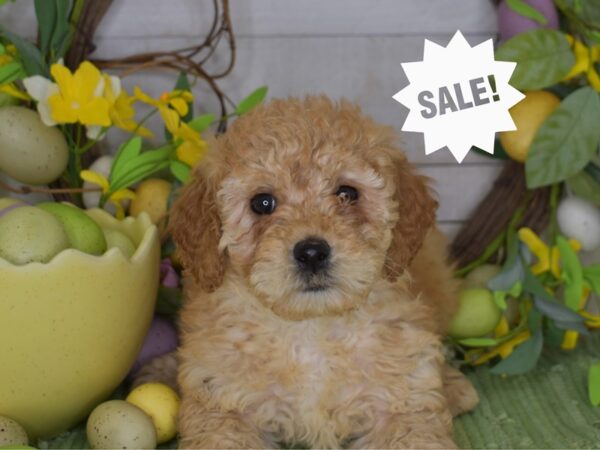 [#6236] Golden Male Miniature Goldendoodle Puppies For Sale