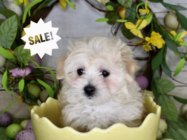 [#6250] Cream Female Maltipoo Puppies For Sale
