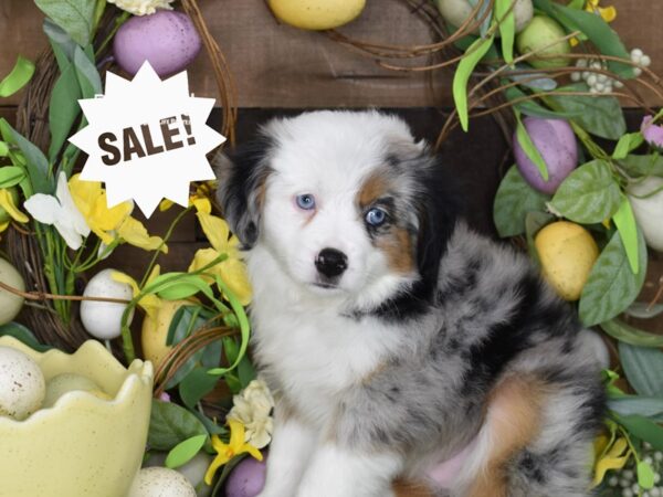 [#6328] Blue Merle Female Toy Australian Shepherd Puppies For Sale