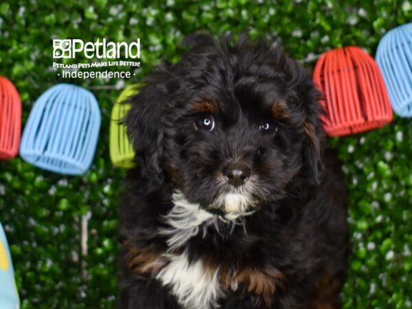 [#6320] Black, Tan, & White Female Miniature Bernedoodle 2nd Gen Puppies For Sale