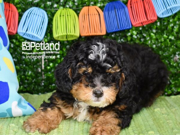 [#6319] Black, Tan, & White Male Miniature Bernedoodle 2nd Gen Puppies For Sale