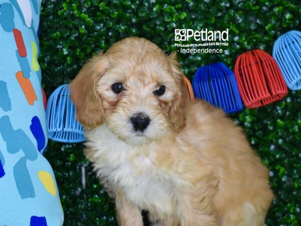 [#6316] Apricot Female Miniature Goldendoodle 2nd Gen Puppies For Sale