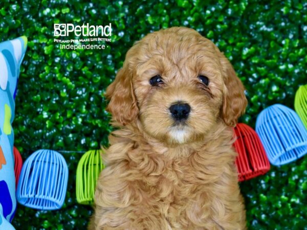 [#6315] Red Female Miniature Goldendoodle 2nd Gen Puppies For Sale