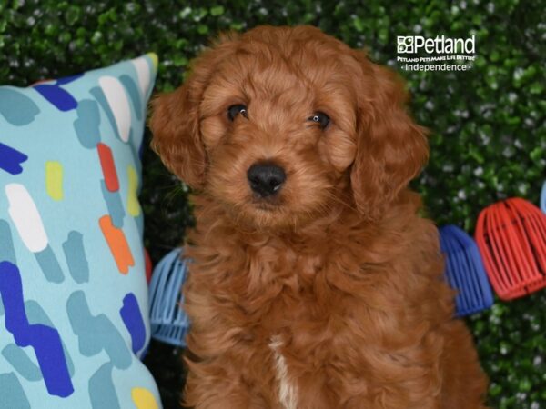 [#6314] Red Male Miniature Goldendoodle 2nd Gen Puppies For Sale
