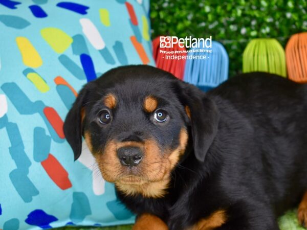 [#6313] Black & Rust Female Rottweiler Puppies For Sale