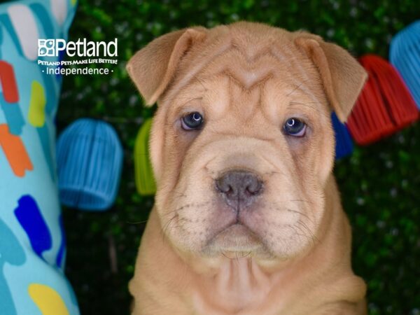 [#6310] Blue Fawn Female French Pei Puppies For Sale