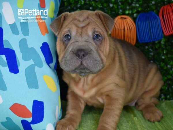 [#6311] Blue Fawn Female French Pei Puppies For Sale