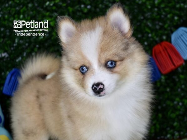 [#6318] Tan & White Female Pomsky 2nd Gen Puppies For Sale