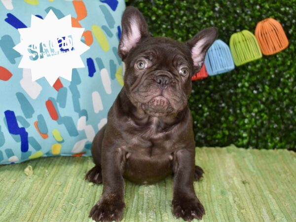 [#6329] Chocolate Brindle Male French Bulldog Puppies For Sale