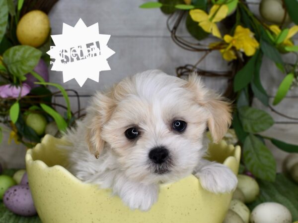 [#6253] Cream & White Male Teddy Bear Puppies For Sale