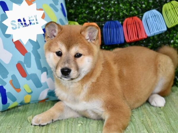 [#6261] Red Male Shiba Inu Puppies For Sale