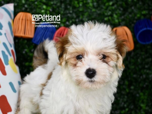 [#6337] White & Tan Male Yorkie Poo Puppies For Sale