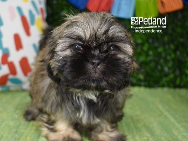 [#6336] Sable Female Shih Tzu Puppies For Sale
