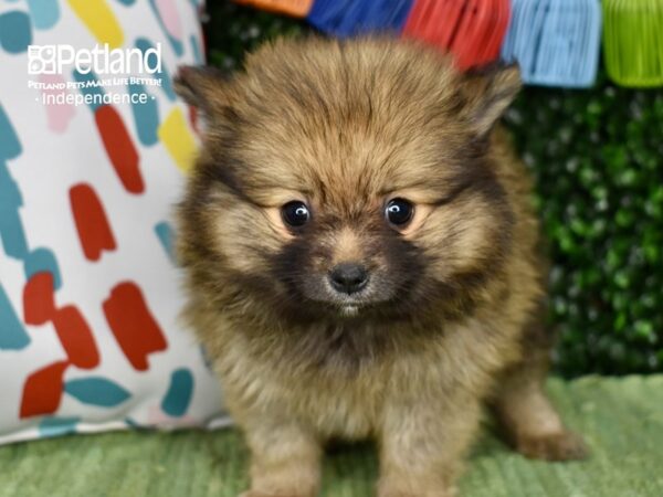 [#6341] Sable Female Pomeranian Puppies For Sale