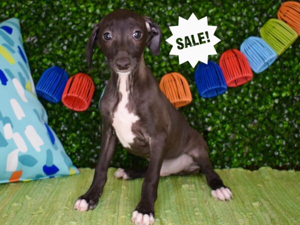 [#6284] Seal Male Italian Greyhound Puppies For Sale