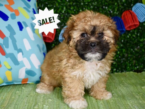 [#6294] Red Sable Male Pekeapoo Puppies For Sale
