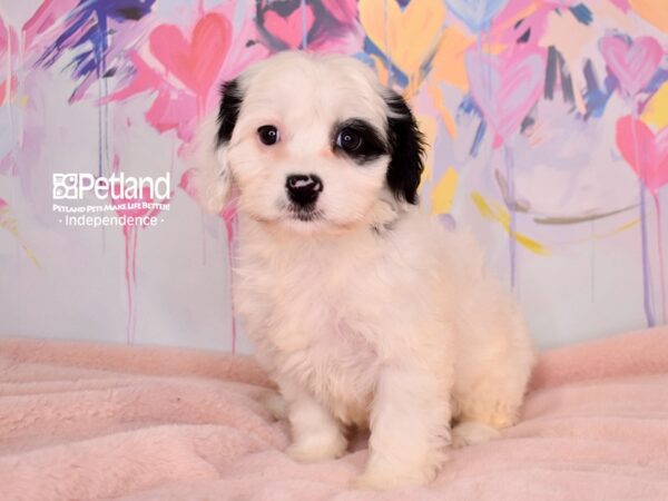 [#6664] Bella - Black & White Female Cavapoo Puppies For Sale
