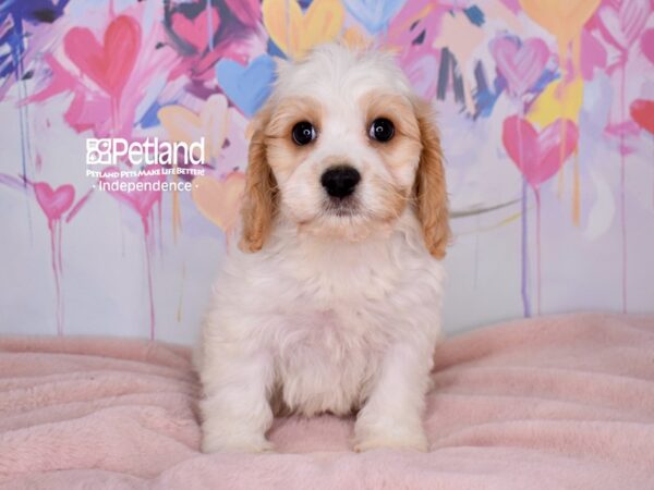 [#6662] Walter - Blenheim Male Cavapoo Puppies For Sale