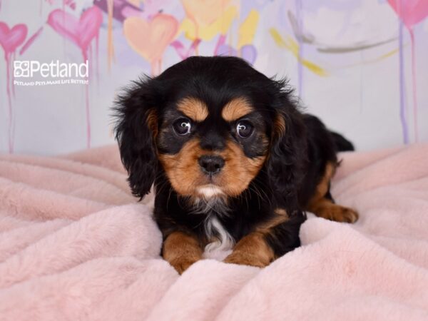 [#6682] Dixie - Black & Tan Female Cavalier King Charles Spaniel Puppies For Sale