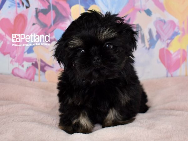 [#1505] Winnie - Black & Tan Female Shih Tzu Puppies For Sale