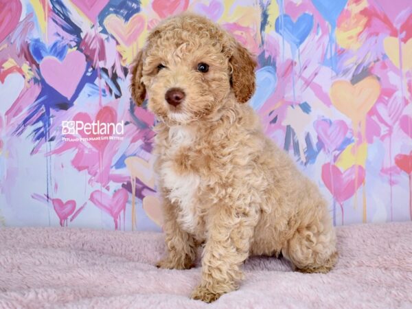 [#1508] Lennon - Apricot & White Male Cockapoo 2nd Generation Puppies For Sale