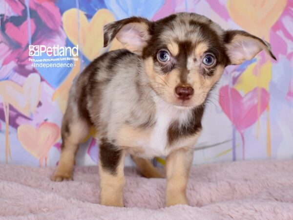 [#6686] Cody - Chocolate Merle Male Chihuahua Puppies For Sale