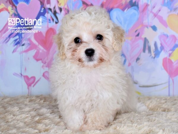 [#6695] Riley - Cream & White Male Maltipoo Puppies For Sale