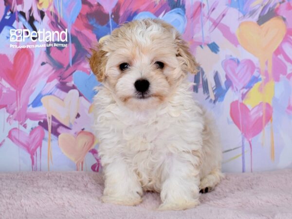[#1516] Tucker - Apricot Parti Male Maltipoo Puppies For Sale