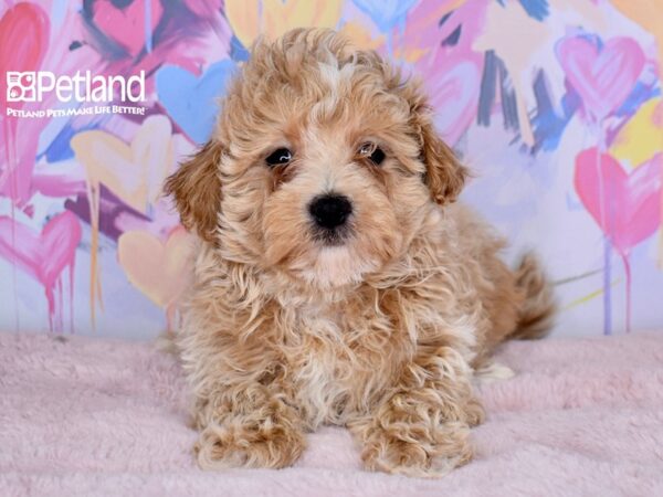 [#1517] Samson - Apricot & White Male Maltipoo Puppies For Sale