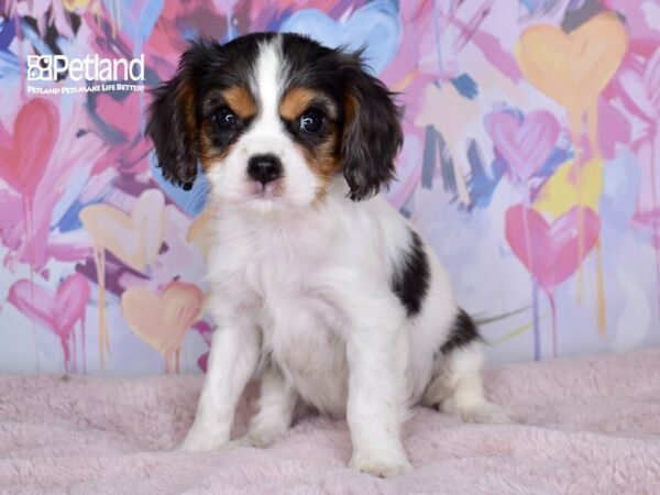 [#6706] Mac - Blue Merle, Tan, & White Male Cavalier King Charles Spaniel Puppies For Sale