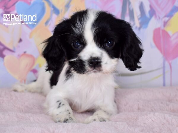 [#6705] Louie - Black & White Male Cavalier King Charles Spaniel Puppies For Sale