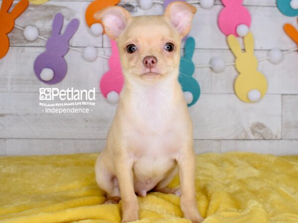 [#6703] Nacho - Cream Male Chihuahua Puppies For Sale