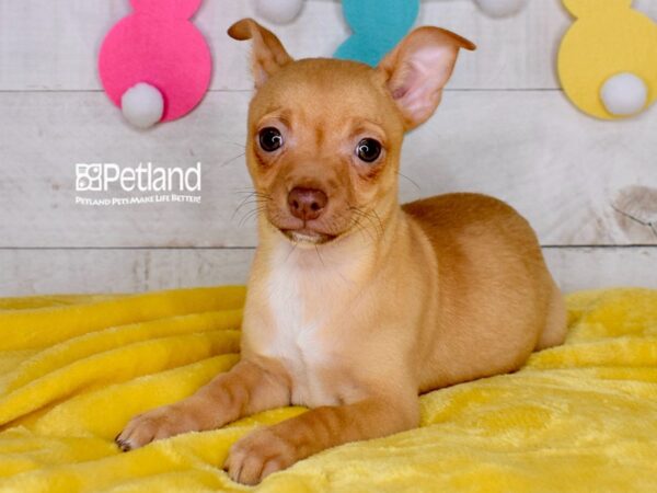 [#1523] Ozzie - Red White Markings Male Chihuahua Puppies For Sale