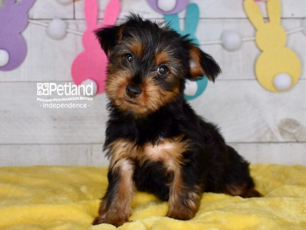 [#6702] Callie - Black & Tan Female Yorkshire Terrier Puppies For Sale